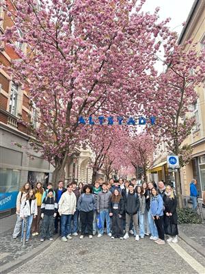 students pose near a beautiful cherry tree in Germany